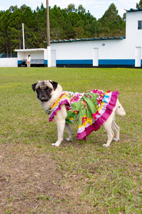 Foto do Pugnic 2026